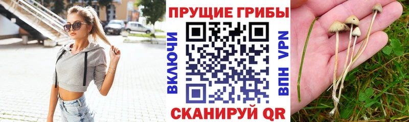 Псилоцибиновые грибы Psilocybe  Купить  Шумиха 